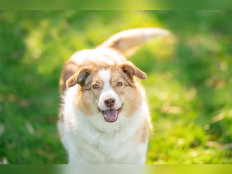Hundedame Pinky❤️sucht ruhiges Zuhause