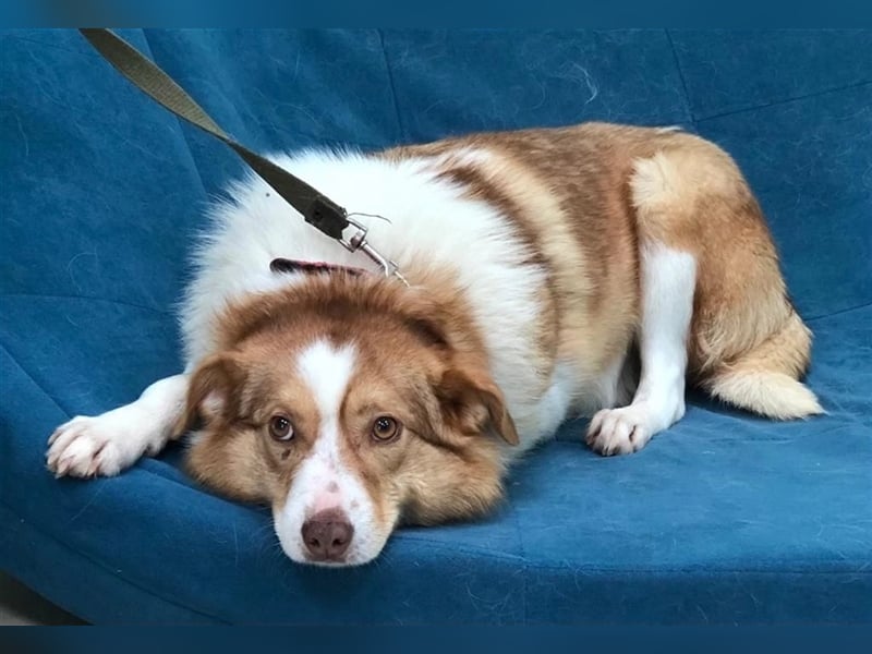 Hundedame Pinky❤️sucht ruhiges Zuhause