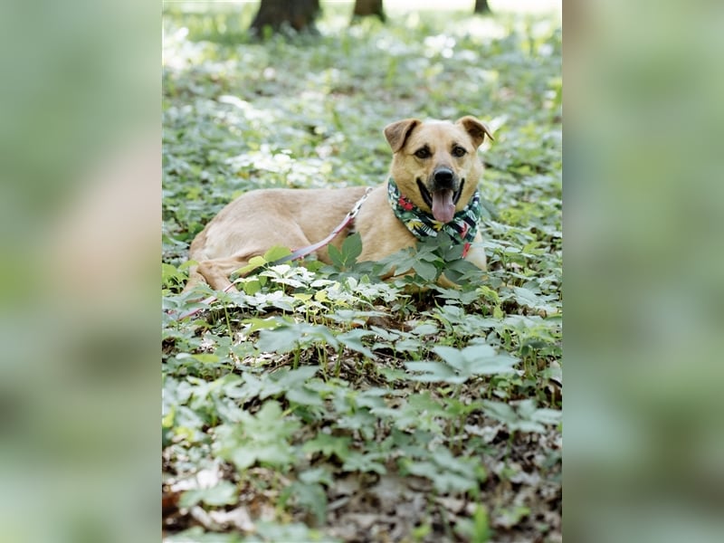Die anhängliche kleine Tierheimhündin Ayva❤️sucht seit fast 5 Jahren ein Zuhause☘️