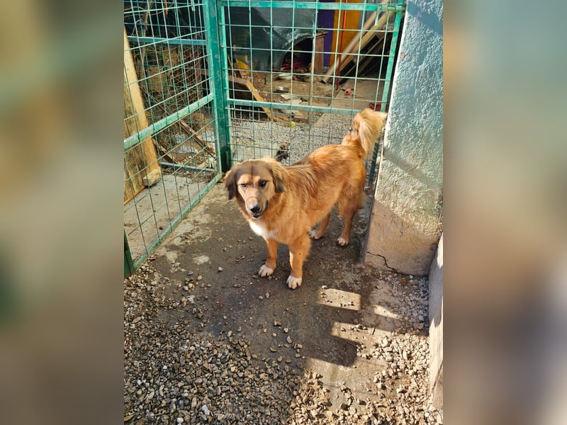 Zauberhafte Alice❤️ (1 Jahr) sucht Pflege- oder Endstelle