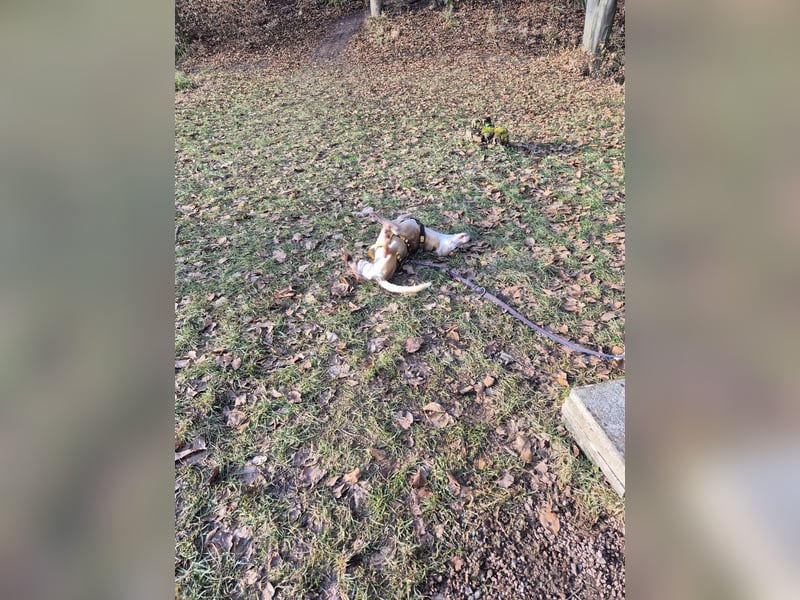 Tierschutzhündin Masha❤️in 99817 Eisenach sucht Pflege- oder Endstelle
