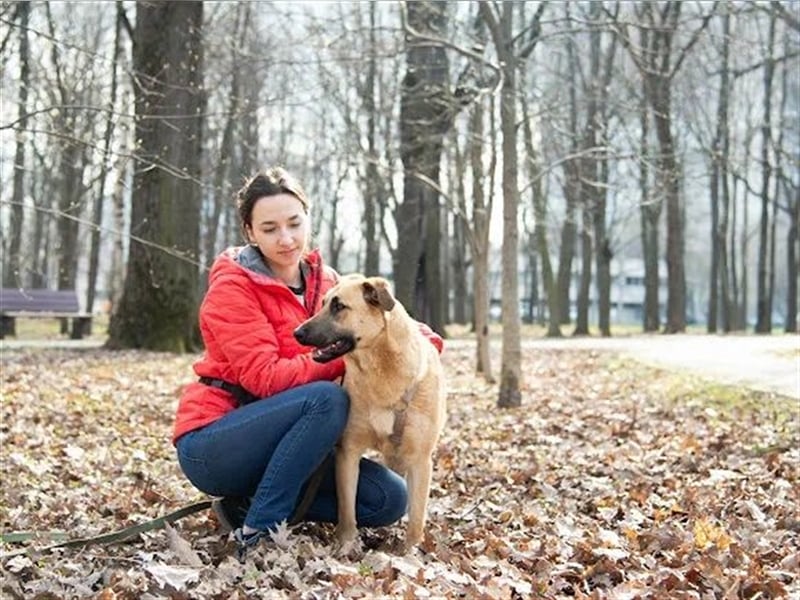 Verschmuste unproblematische Tierheimhündin Amber❤️sucht Familie