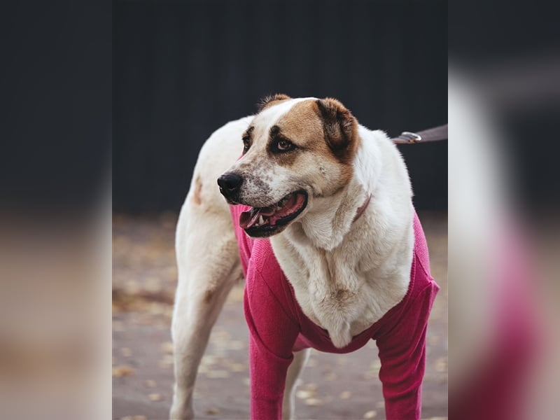 Chara❤️sucht liebevolles Zuhause als Einzelhund