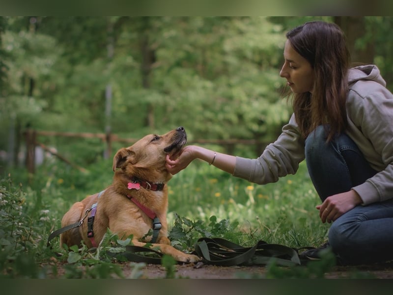 Die anhängliche kleine Tierheimhündin Ayva❤️sucht seit fast 5 Jahren ein Zuhause☘️