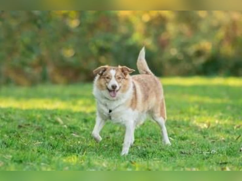 Hundedame Pinky❤️sucht ruhiges Zuhause