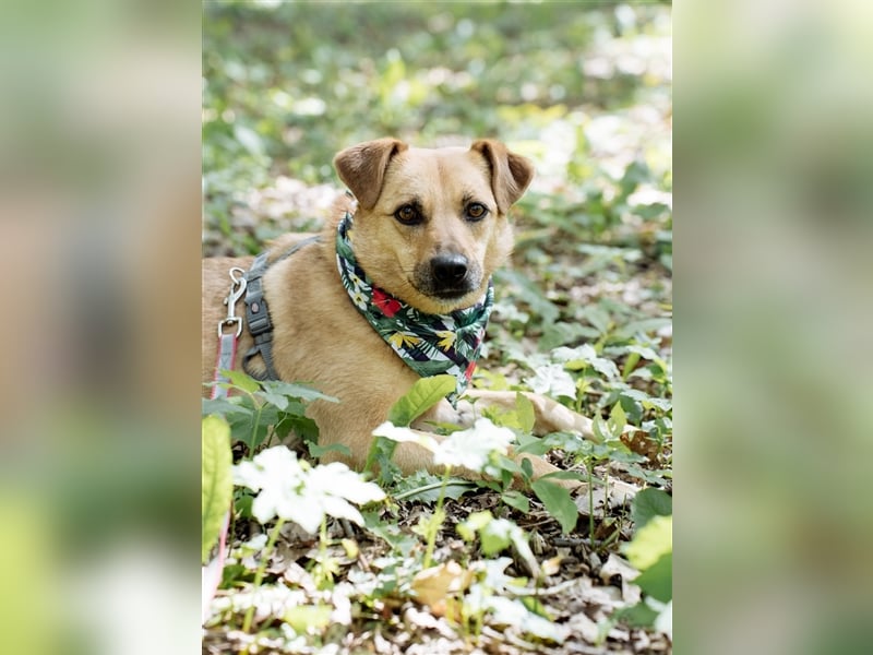 Die anhängliche kleine Tierheimhündin Ayva❤️sucht seit fast 5 Jahren ein Zuhause☘️