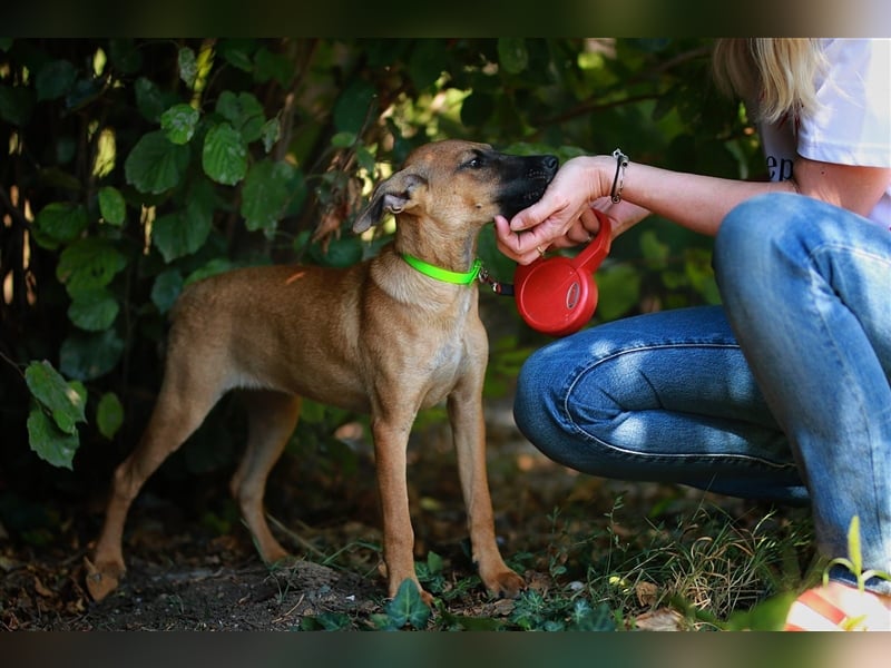 Fröhliche Fellnase Mira❤️sucht ihr Zuhause