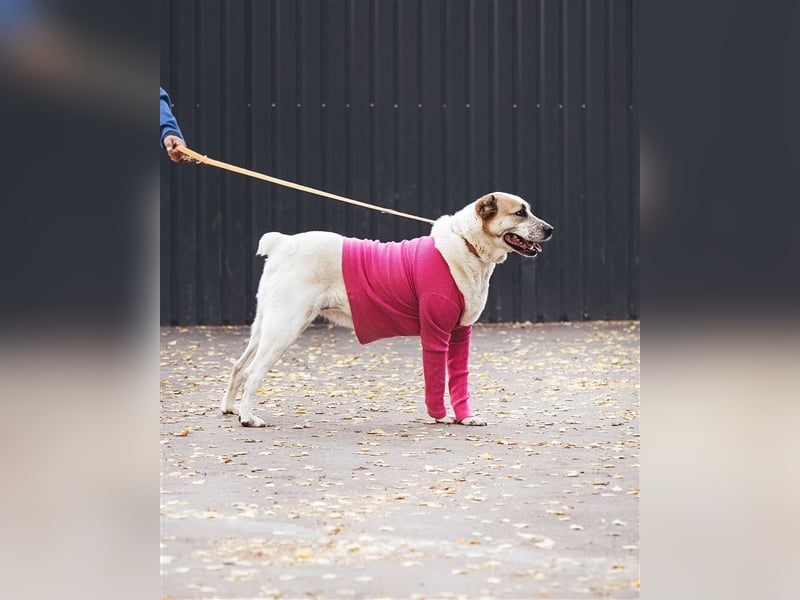 Chara❤️sucht liebevolles Zuhause als Einzelhund