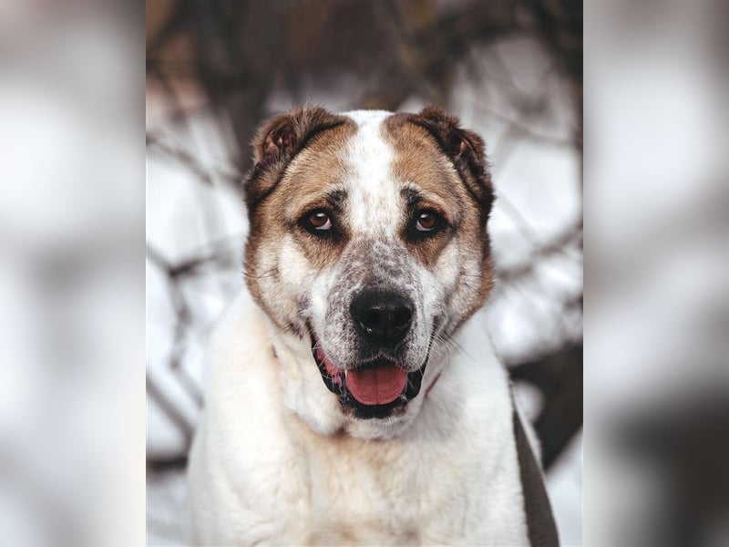 Chara❤️sucht liebevolles Zuhause als Einzelhund
