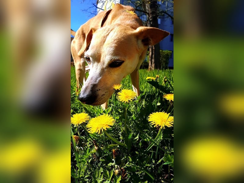 Tierschutzhündin Masha❤️in 99817 Eisenach sucht Pflege- oder Endstelle