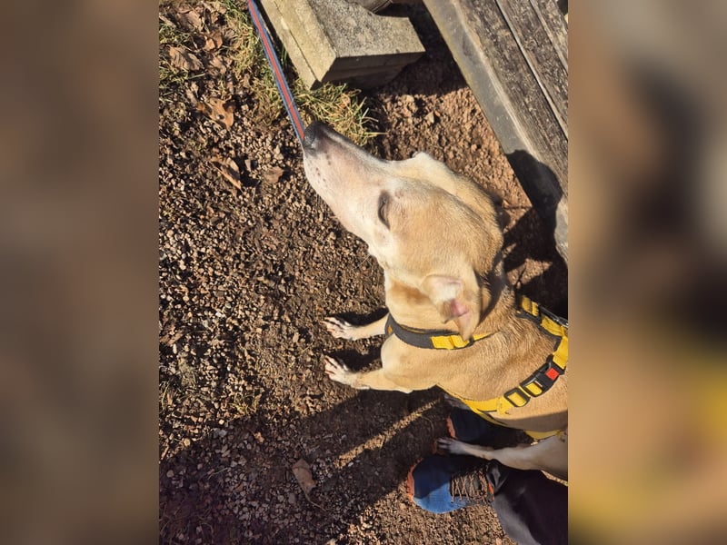 Tierschutzhündin Masha❤️in 99817 Eisenach sucht Pflege- oder Endstelle