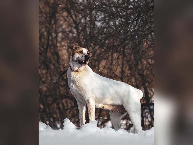 Chara❤️sucht liebevolles Zuhause als Einzelhund