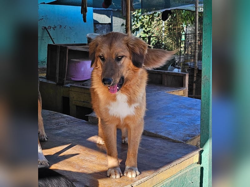 Zauberhafte Alice❤️ (1 Jahr) sucht Pflege- oder Endstelle