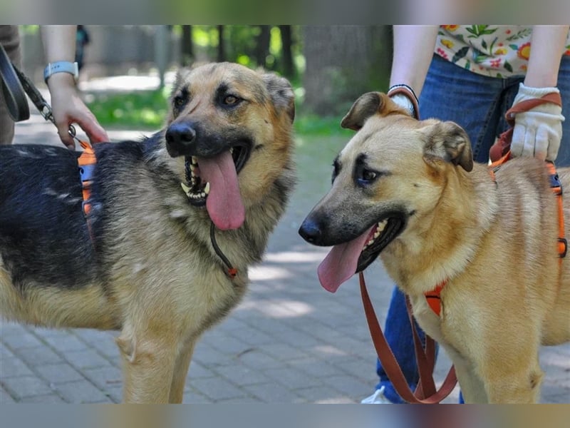 Verschmuste unproblematische Tierheimhündin Amber❤️sucht Familie