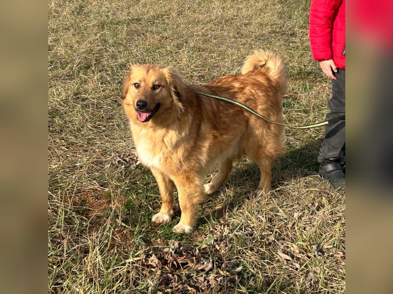 Zauberhafte Alice❤️ (1 Jahr) sucht Pflege- oder Endstelle