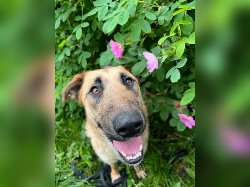 Verschmuste unproblematische Tierheimhündin Amber❤️sucht Familie