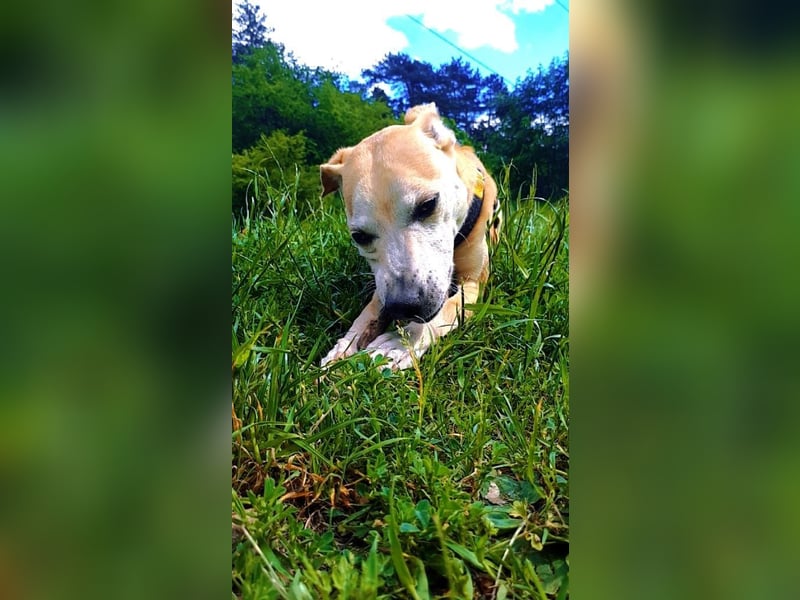 Tierschutzhündin Masha❤️in 99817 Eisenach sucht Pflege- oder Endstelle