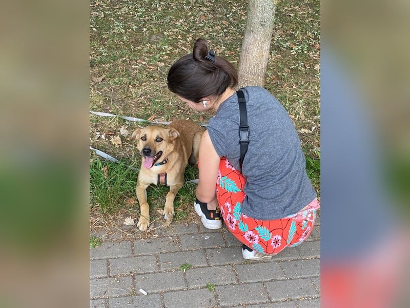 Die anhängliche kleine Tierheimhündin Ayva❤️sucht seit fast 5 Jahren ein Zuhause☘️