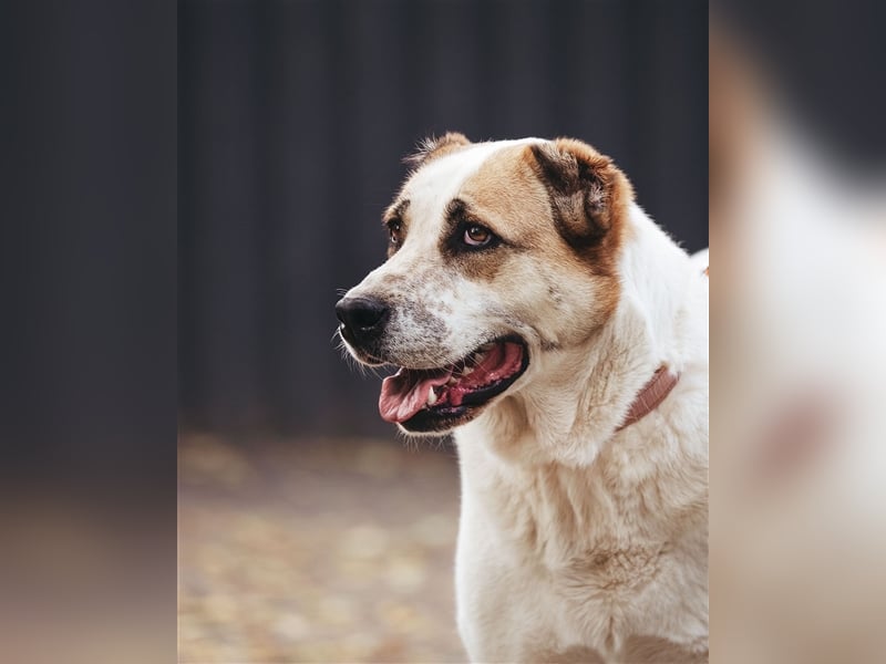 Chara❤️sucht liebevolles Zuhause als Einzelhund