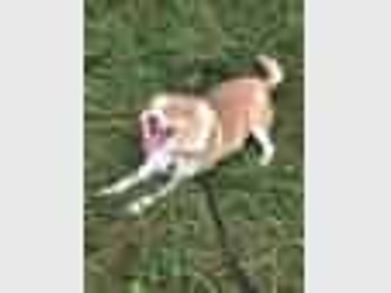 Hundedame Pinky❤️sucht ruhiges Zuhause