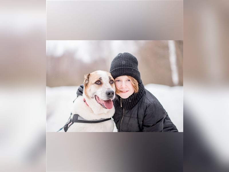 Chara❤️sucht liebevolles Zuhause als Einzelhund
