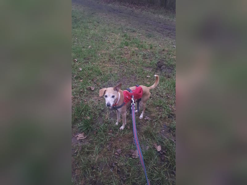 Tierschutzhündin Masha❤️in 99817 Eisenach sucht Pflege- oder Endstelle