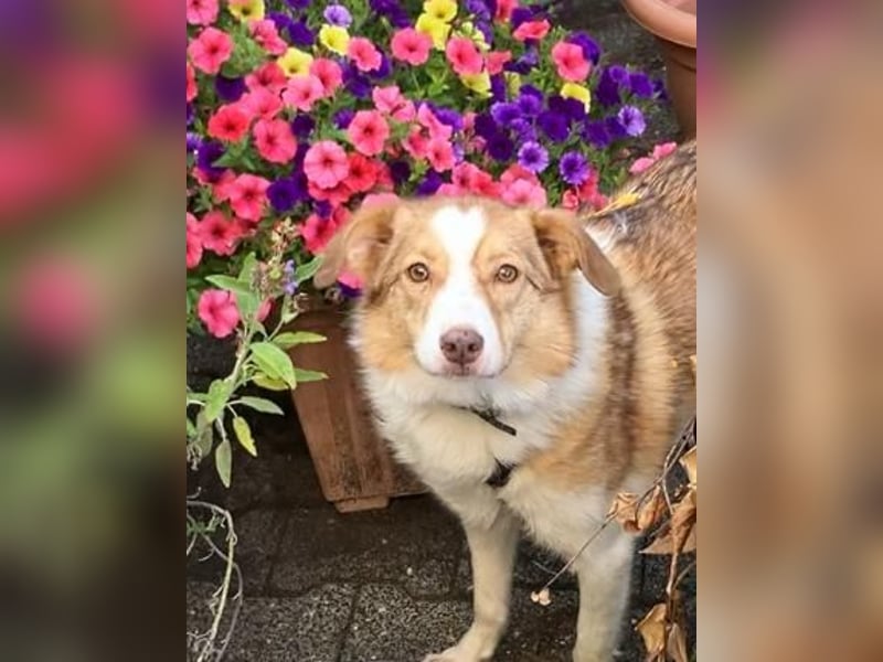 Hundedame Pinky❤️sucht ruhiges Zuhause