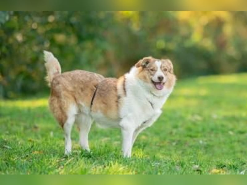 Hundedame Pinky❤️sucht ruhiges Zuhause
