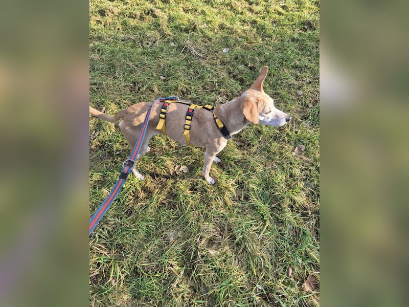 Tierschutzhündin Masha❤️in 99817 Eisenach sucht Pflege- oder Endstelle