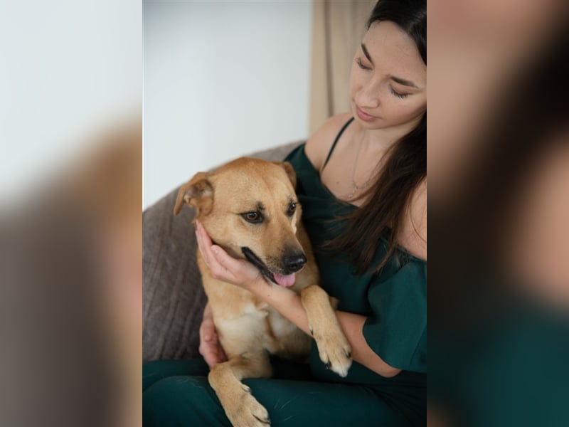 Die anhängliche kleine Tierheimhündin Ayva❤️sucht seit fast 5 Jahren ein Zuhause☘️