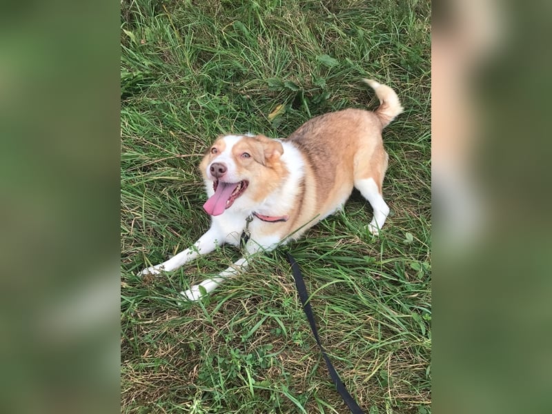 Hundedame Pinky❤️sucht ruhiges Zuhause