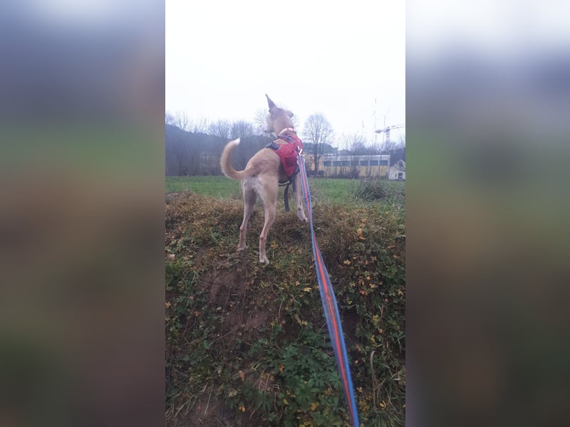 Tierschutzhündin Masha❤️in 99817 Eisenach sucht Pflege- oder Endstelle