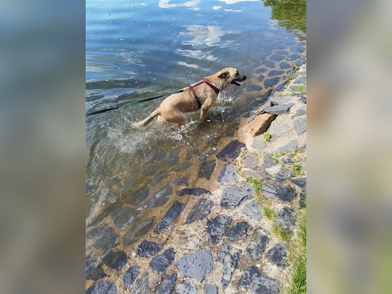 Verschmuste unproblematische Tierheimhündin Amber❤️sucht Familie