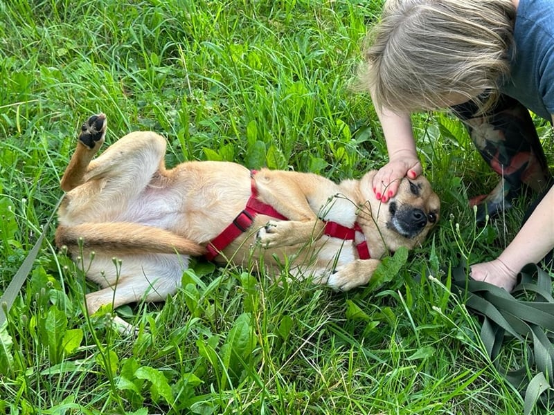 Die anhängliche kleine Tierheimhündin Ayva❤️sucht seit fast 5 Jahren ein Zuhause☘️