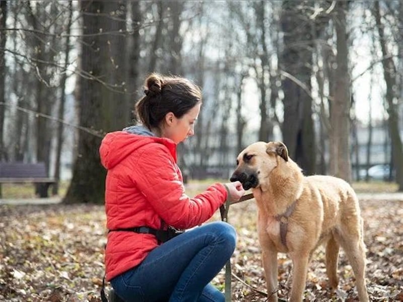 Verschmuste unproblematische Tierheimhündin Amber❤️sucht Familie