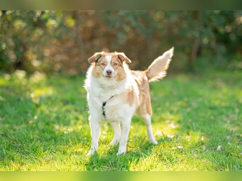 Hundedame Pinky❤️sucht ruhiges Zuhause