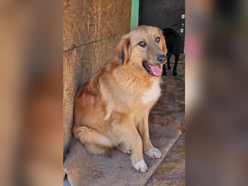 Zauberhafte Alice❤️ (1 Jahr) sucht Pflege- oder Endstelle