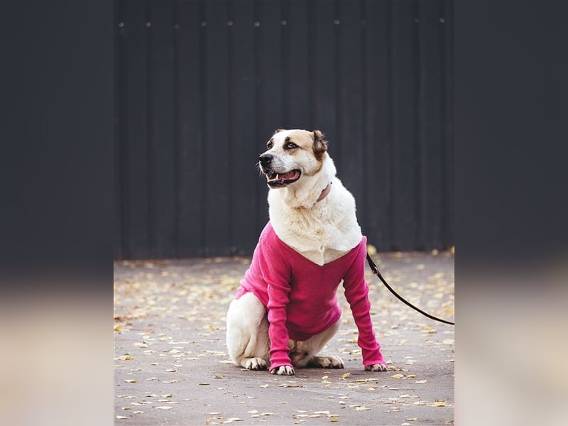Chara❤️sucht liebevolles Zuhause als Einzelhund