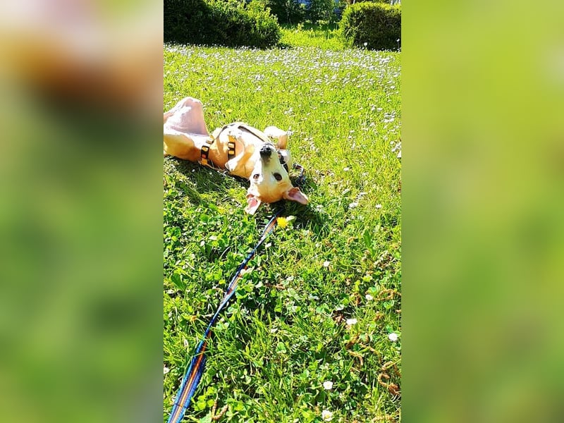 Tierschutzhündin Masha❤️in 99817 Eisenach sucht Pflege- oder Endstelle