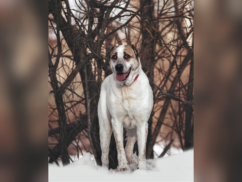 Chara❤️sucht liebevolles Zuhause als Einzelhund