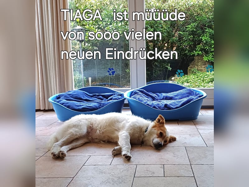 Die total liebe Tiaga sucht ihr Körbchen