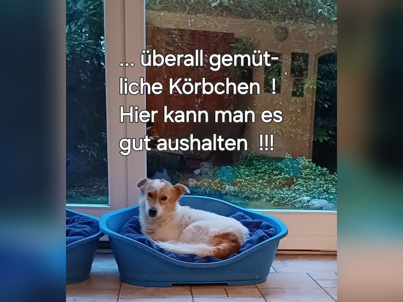 Die total liebe Tiaga sucht ihr Körbchen