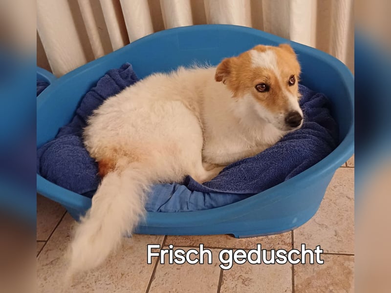 Die total liebe Tiaga sucht ihr Körbchen