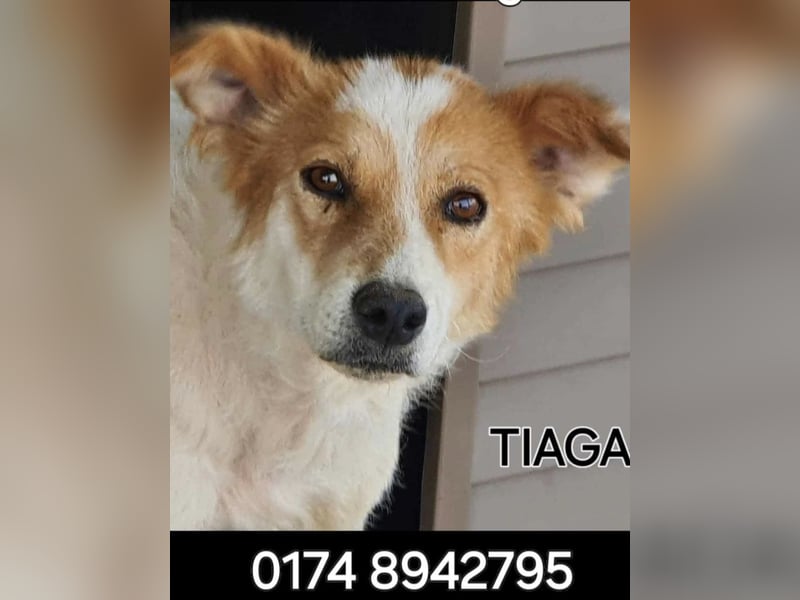 Die total liebe Tiaga sucht ihr Körbchen