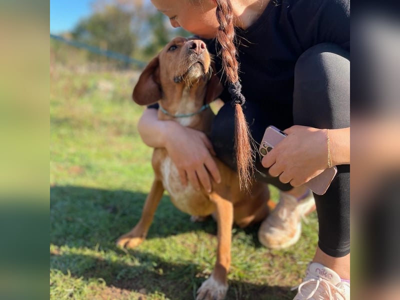 Ferry Fay wartet auf ihr forever Home❤️