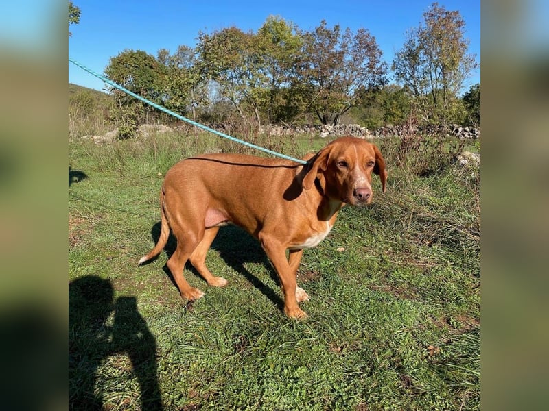 Ferry Fay wartet auf ihr forever Home❤️