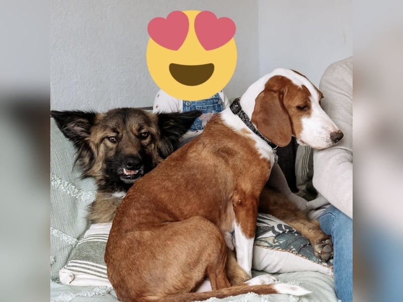 Liebevolle Iva sucht ihre ❤️-Menschen