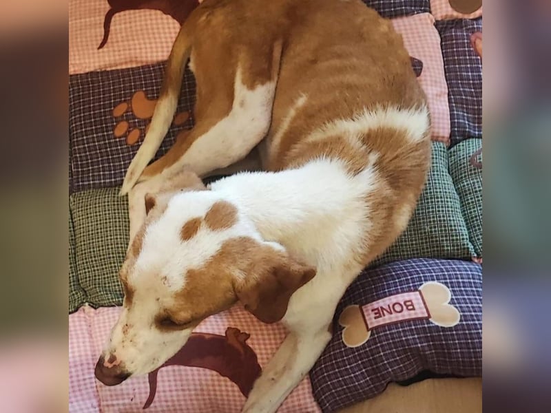 Winter – liebevolle Kuschelmaus sucht ihr Glück