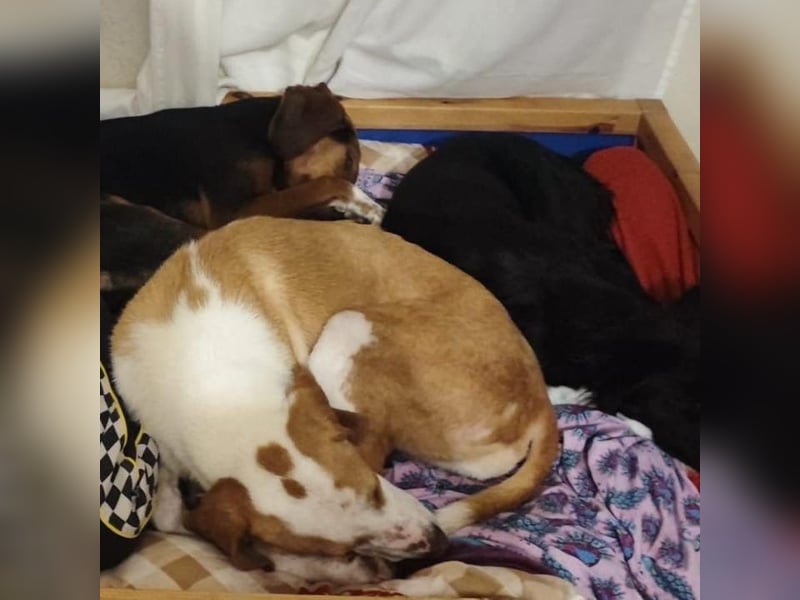 Winter – liebevolle Kuschelmaus sucht ihr Glück
