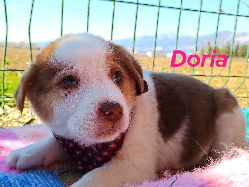 Doria 12/2024 (GRC) - verspielte, kleine Welpin!